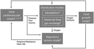 A review study of fetal circulatory models to develop a digital twin of a fetus in a perinatal life support system